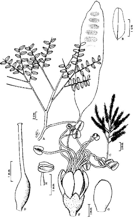 Sie enthält 9 bis 13 arten. Dinizia excelsa Ducke-A) ramo com fruto; B) foliólulo; C ...