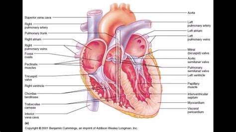 See more ideas about human anatomy and physiology, medical how much do you know about the names of body parts? Women's body parts - YouTube