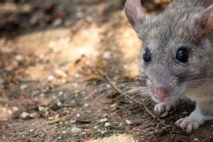 It is costly over time. Living with Pack Rats in the Sonoran Desert | Charles Peden