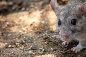 It is costly over time. Living with Pack Rats in the Sonoran Desert | Charles Peden