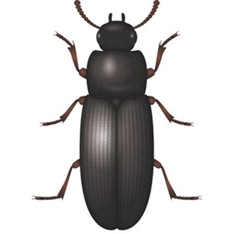 This table shows up to the 10 most recent results. Tribolium Audax (Tribolio nero Americano) - Servizipid Store