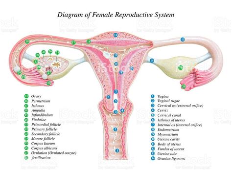 Cutting up diagrams and recreating the internal reproductive system. Female Private Part Diagram : File:Diagram showing a ...
