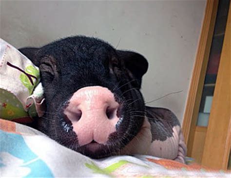 Femmes mûres très cochonnes jouissent queue palpitante d'un homme heureux. Elle partage son lit avec un cochon de 82kg (photos) - RTL ...