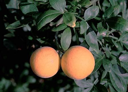 Poncirus trifoliata (Trifoliate Orange) | North Carolina Extension ...