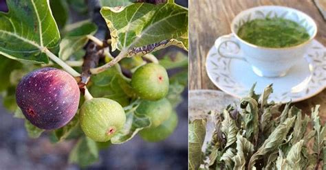 Figs and fig leaves are both edible and are amazingly healthy. 9 Fig Tree Leaves Tea Benefits With Fig Leaf Tea Recipe ⋆ ...