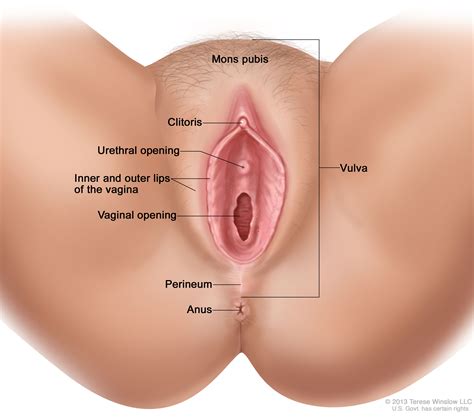 It is usually a relatively indolent vulvar cancer has a typically bimodal age distribution, however most women with this cancer type are postmenopausal. Vulvar Cancer—Patient Version - National Cancer Institute