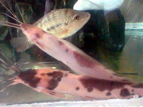 Panjang ikan discus antara 15 cm sampai. Ikan Hias yang Bisa Dipelihara Tanpa Pompa Oksigen ...
