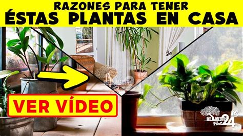 Tener plantas en casa es como tener un ambientador natural. ¿Para Qué Sirve Tener Plantas En Casa? | Conoce Los ...
