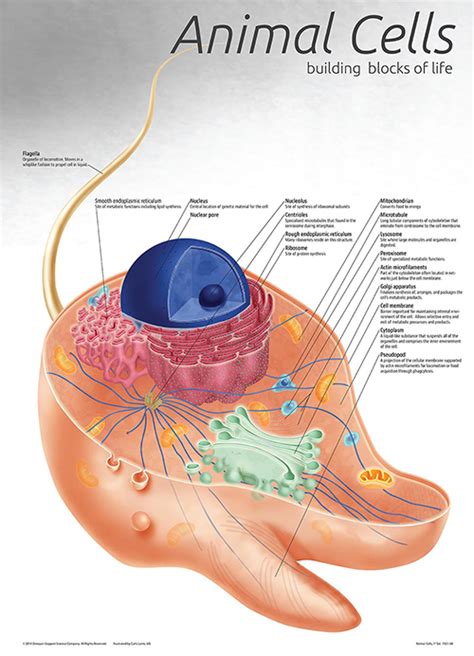 Improve your science knowledge with free questions in identify functions of animal cell parts and thousands of other science skills. ANIMAL CELL CHART