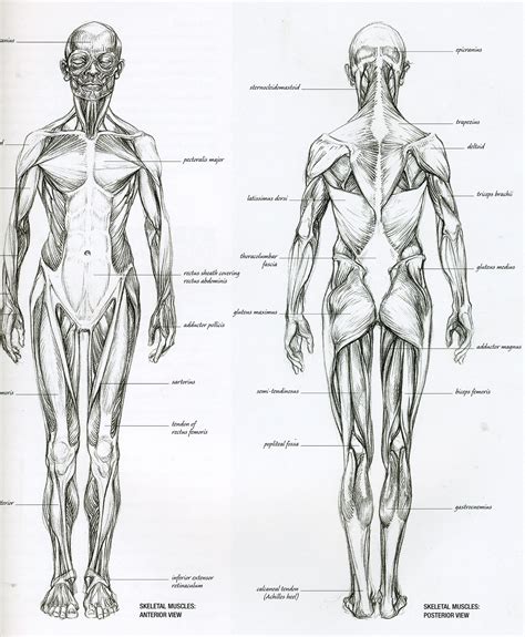 Temporalis buccinator depressor anguli oris. Drawing Of Human Muscle Image Human Muscle Anatomy Drawing ...