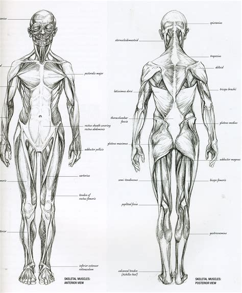 Regions of the back (surface anatomy). Drawing Of Human Muscle Image Human Muscle Anatomy Drawing ...