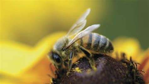 However, if your pet was stung in the. Is There a Kind of Bee That Doesn't Sting? | Animals - mom.me