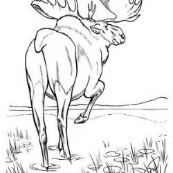 Maybe you would like to learn more about one of these? Baby Moose Coloring Page : Kids Play Color