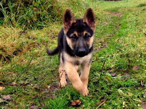 Finally, the breed was bred in the middle of the xviii century in the city of rottweil (germany), from which it took its name. German Shepherd Puppies For Adoption Near Me | PETSIDI