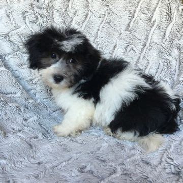 We offer information, advice, and when asked, assist you in making this important decision. Havanese puppy for sale in HOUSTON, TX. ADN-34843 on ...