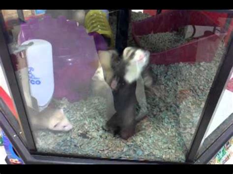 The best small pets how to choose petsmart. Ferrets in petco - YouTube