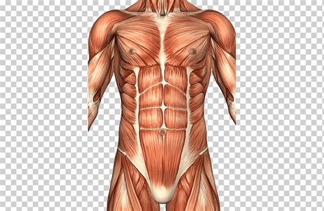 The skeletal muscles are the organs of the muscular system. Rectus abdominis muscle Abdomen Anatomy Human body ...