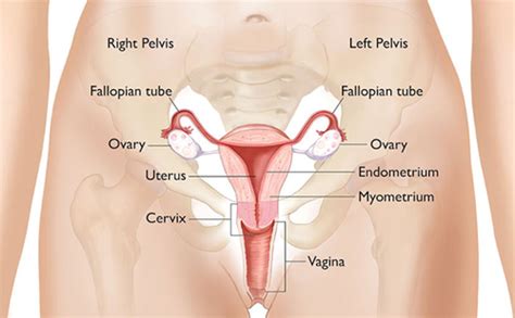 Female human anatomy vector diagram. Ovarian Cancer