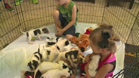 These animals are offered to the public for adoption once their required stray hold time. Laurel County animal shelter in need of help