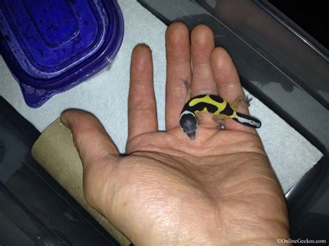 Some can talk while others enjoy whistling. Best Reptile Pets For Handling - Beginner Pet Lizards ...