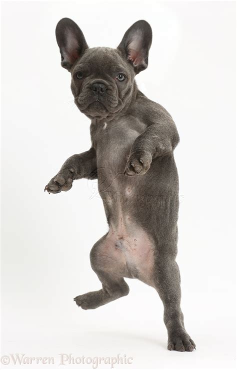 Пляжная вечеринка — пляжная вечеринка 03:56. French Bulldog puppy jumping up photo WP41342