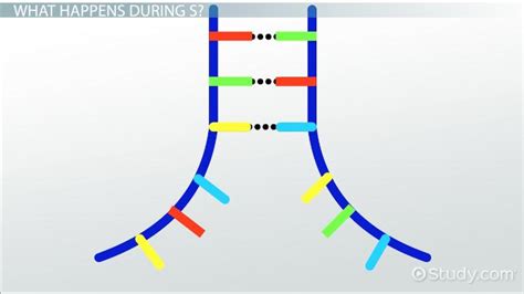 Interphase is divided into three distinct stages, gap 1, synthesis, and gap 2, which are discussed below.the purpose of interphase in all cell types is to. Interphase / Interphase Classicreload Com : From improving ...