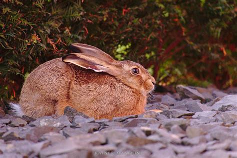 Maybe you would like to learn more about one of these? Feldhase im Garten - Foto Maximini