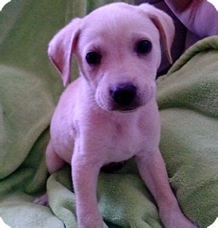 Our goal is to raise the. Largo, FL - Boston Terrier. Meet Oregano a Pet for Adoption.