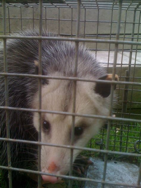 Our friendly technicians work throughout new york city, manhattan, queens, brooklyn, the bronx, staten island, long island & westchester county, ny. Wildlife Removal Services, Pest Control - Long Island ...