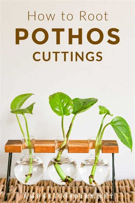 Select a pot or container. How to Root Pothos Cuttings (With images) | Pothos plant ...
