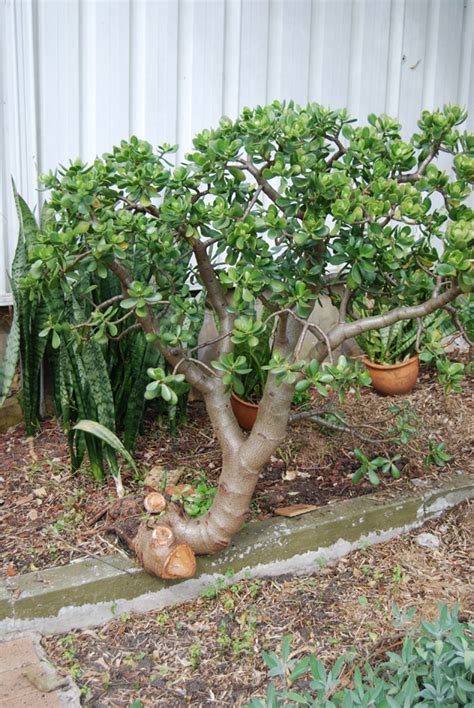 Your money tree plant prefers humid areas and requires that excess water in the air in order to have healthy leaves. Garden amateur: Some (slow) progress