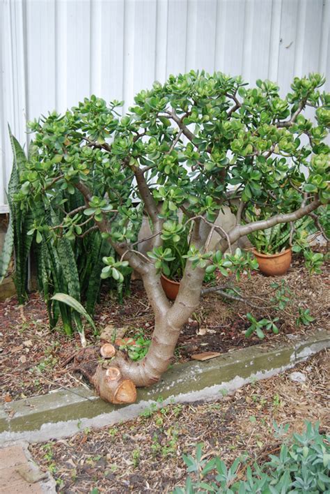 Your money tree plant prefers humid areas and requires that excess water in the air in order to have healthy leaves. Garden amateur: Some (slow) progress