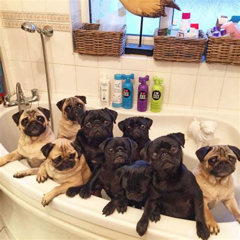 See more ideas about pugs, pug love, cute pugs. Becca Drake This woman spends £20,000 a year on her 30 rescue pugs | Metro News