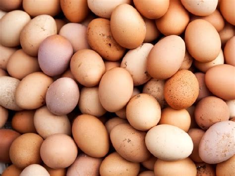 Telur ayam ras rir fertil fresh bisa ditetaskan. Apa Itu Telur Infertil? Ini Penjelasan dan Bahayanya Bagi ...