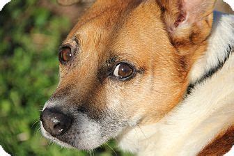 She is listed as pom/doxie mixture, but she may have a little corgi in the mix. Corgi Mix Puppies For Sale Nc