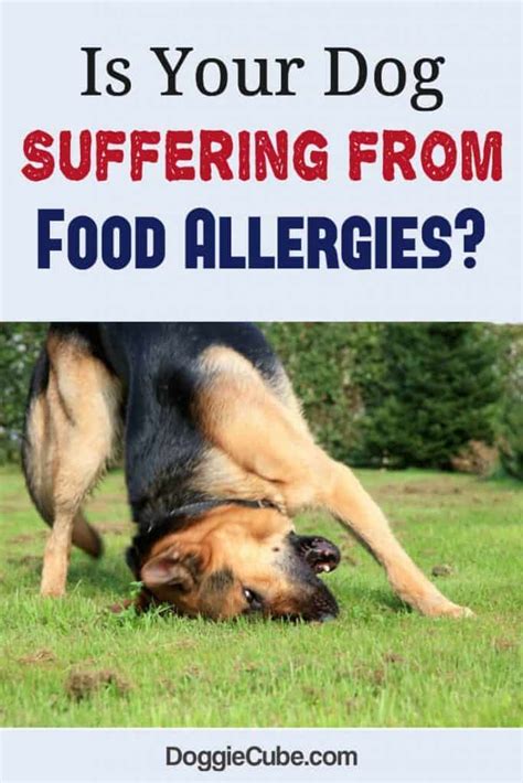 On a separate plate or bowl, put down a small teaspoonful of their new food. What are the symptoms of dog food allergies? What are the ...