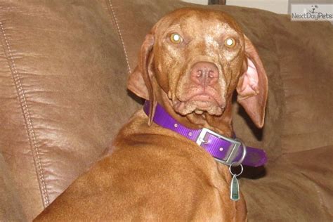 Our operation is a small family run kennel, raising a limited. Blue: Vizsla puppy for sale near Victoria, Texas ...