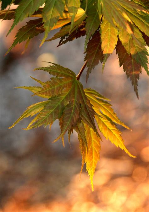 However, and very interestingly, the first use that it found of the japanese word, spelled bokeh, is in the washington post from 1990. Japanese Meaning Video Bokeh Museum - Vidio bokeh japanese ...