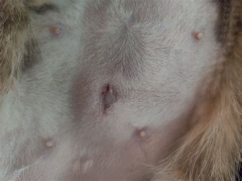 Spaying or neutering your dog, cat or rabbit doesn't just help prevent accidental litters. Cat Spay Incision - Is this normal? | TheCatSite