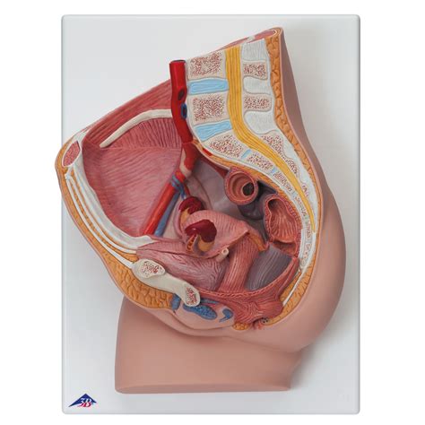 Use the model select icon above the anatomy slider on the left to load different models. Female Pelvis - 2-Part H10 - Anatomical Parts & Charts