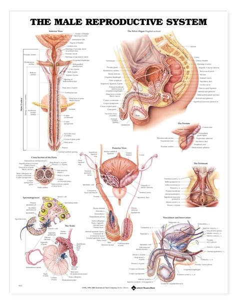 The medical information on this site is provided as an information resource only, and is not to beused or relied on for any diagnostic or treatment purposes. The Male Reproductive System Anatomical Chart - Anatomy ...