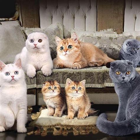 L'allevamento stradivarius è in attesa di nuove cucciolate al momento nessuna disponibilità i cuccioli verranno ceduti non prima dei 90 giorni con il vaccino,richiamo, microchip,test genetici,esami delle. Orsetti Pelosetti Scottish-Fold & Straight Roma - Ivaldino ...