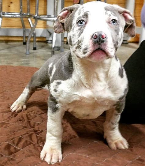 Colors are chocolate/white cowpatch female,blue/black spotted merle male,white with. Xxl Bullies For Sale : XL PITBULL PUPPIES FOR SALE ...