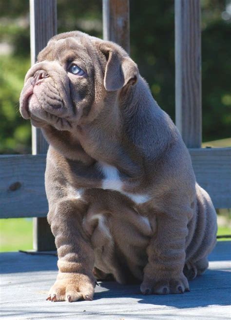 My previous puppy buyers have posted reviews there. Lilac blue eyed English bulldog puppy. | English bulldog ...