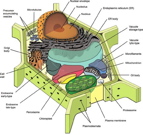 Apart from the cell wall, there are other organelles that are associated with different cellular activities. Diagrammatic representation of a generalized plant cell ...