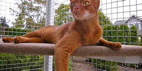 They are savannah cats, a breed that is a cross between a domestic cat and the serval, a wild african cat. Catio Plans and a discount! - Wild Blue Cats