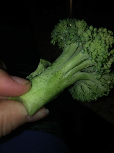 Upon closer inspection, there's tiny miniscule little black dots absolutely covering almost every big leaf on the plant and found that the black dots would come off and some green pigment would too. broccoli has tiny black spots, is it okay to eat? : Cooking