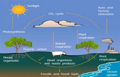Daur (siklus) karbon dan oksigen adalah siklus perubahan senyawa berbasis karbon dan oksigen dari satu bentuk ke bentuk lain. data ismi riyani: gambara siklus hidrologi, sulfur ...