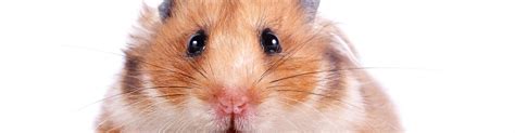 How do i find an animal hospital in my city and state? Arizona Exotic Animal Hospital | Veterinary care for ...