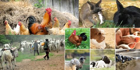 View trends, analysis and statistics. Nigerian Livestock Resources Survey - AnGR NIGERIA